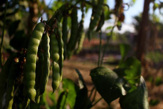 Kořen Manioku: Vše, co Potřebujete Vědět o Této Superpotravině