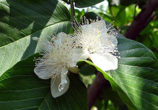 Listy Guavy Užití: Kulinární Inspirace s Guavovými Listy