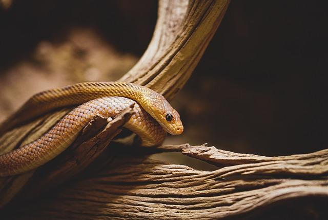Hadí ovoce pěstování z pecky: Krok za krokem k vlastnímu hadímu ovoci