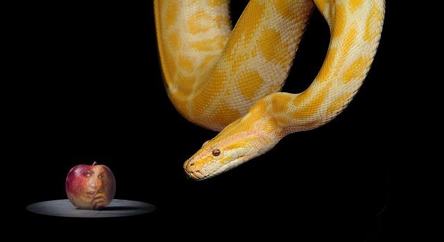 Hadí ovoce vitaminy: Přínosy pro vaše zdraví a imunitu