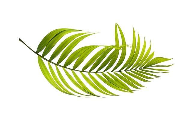 Tropická Rostlina Využívaná Jako Zelenina: Fascinující Svět Lahodných Plodů