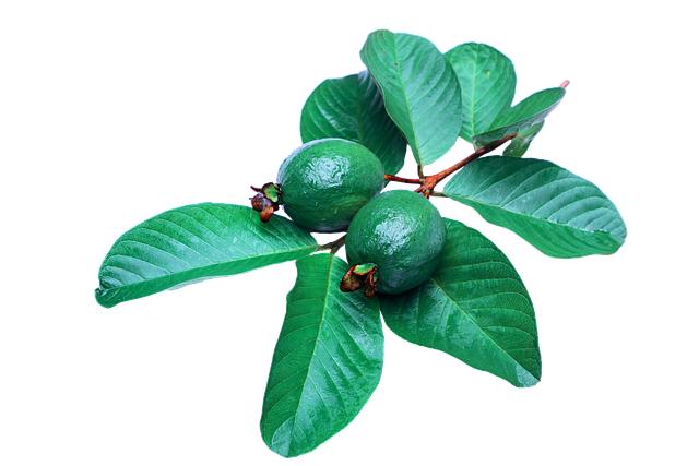 Guava Pěstování: Průvodce úspěšným Pěstováním Guavy ve Vaší Zahrádce