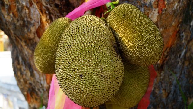 Chutné Jackfruit Recepty: Zelené Plody ve Vaší Kuchyni
