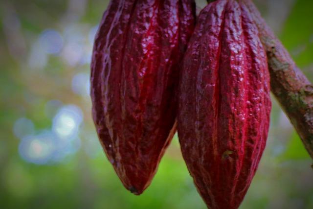 Kakaový lusk: Co všechno potřebujete vědět o skvostu kakaovníku