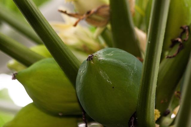 Papája pěstování venku: Jak zasadit papájovník do zahrady