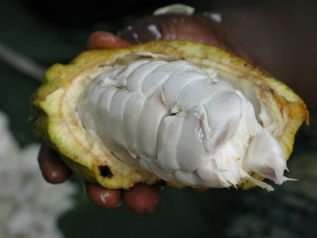 Jak je velký kakaový lusk: Informace o rozměrech tropického plodu