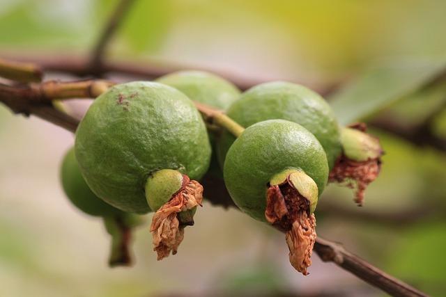 Guava Drink: Osvežující Nápoje, Které Můžete Vytvořit s Guavou