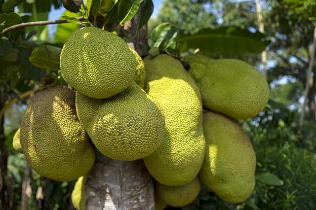 Zelený jackfruit - šťavnatá a zdravá alternativa k masu