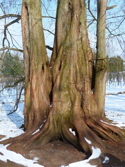 Kolik měří průměr kmene baobabu prstnatého? Fascinující rozměry giganta 2 Průměr kmene baobabu prstnatého: Odhalování rozměrů jedinečného giganta