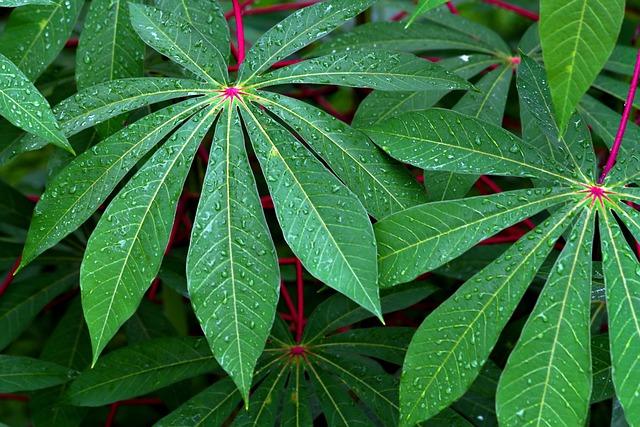 Kořen Manioku: Vše, co Potřebujete Vědět o Této Superpotravině 4 Kořen manioku ve světě: historie a tradiční použití