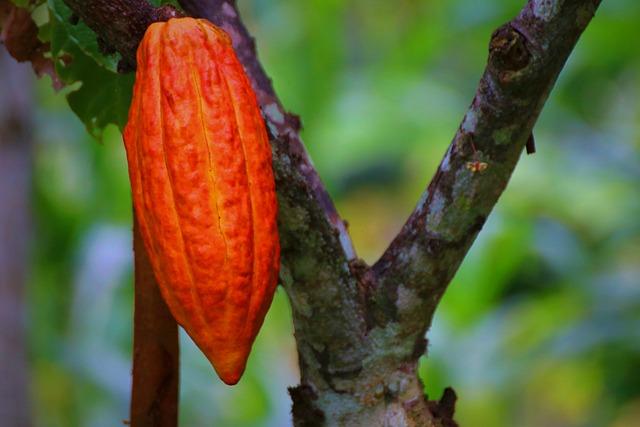 Kakaový lusk a jeho význam pro kakaovník: Základní informace a historie