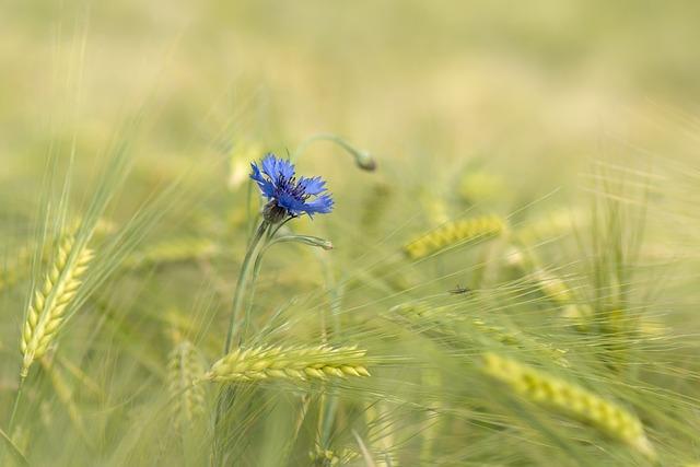 Zralost je klíčová: Vybírejte ananas podle jejich optimálního stupně dozrávání