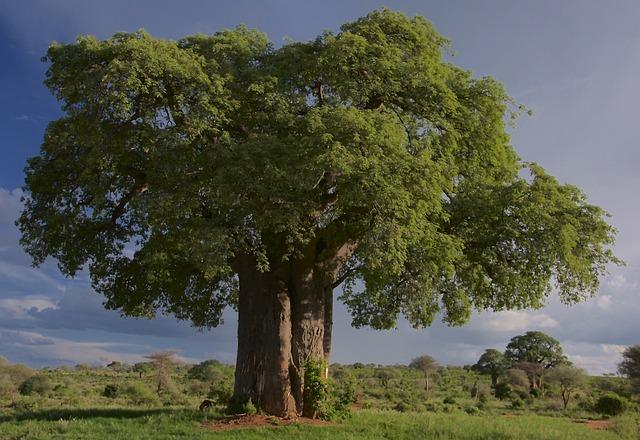 Který baobab plodí: vývoj plodů u baobabovníků