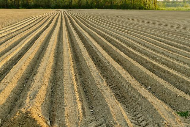 Příprava půdy: Klíčové kroky k úspěšnému pěstování