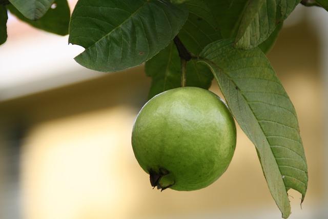 Guava: Ovoce s vysokým obsahem vitamínu C a vlákniny
