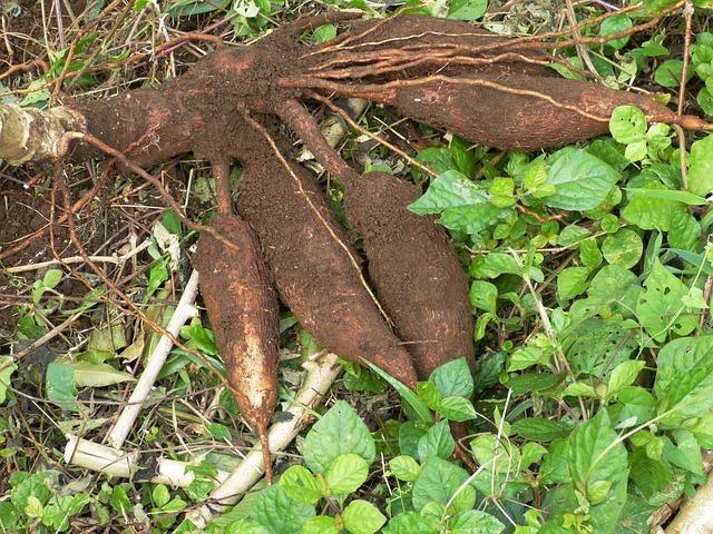 Jak správně upravit hlízu manioku pro nejlepší chuťový zážitek