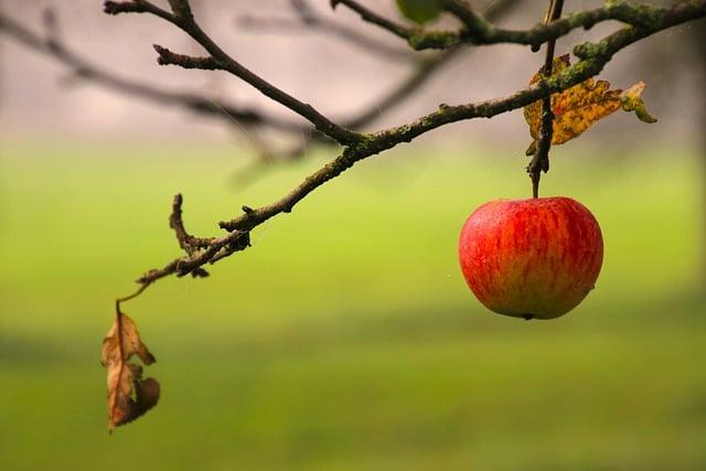 Skvělá Chuť a Aroma: Tipy na Správné Uchovávání Tropického Ovoce