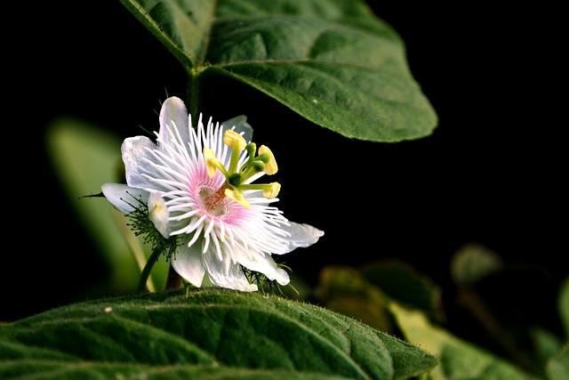 8. Jak optimálně péčovat o nově rozmnožené Mučenky Passiflora a minimalizovat možné problémy