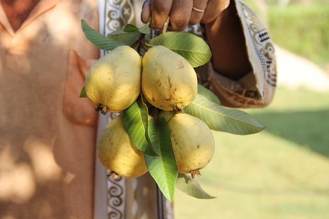 Pěstování guavy ve skleníku: Zvýšení úspěšnosti a možnosti celoročního pěstování