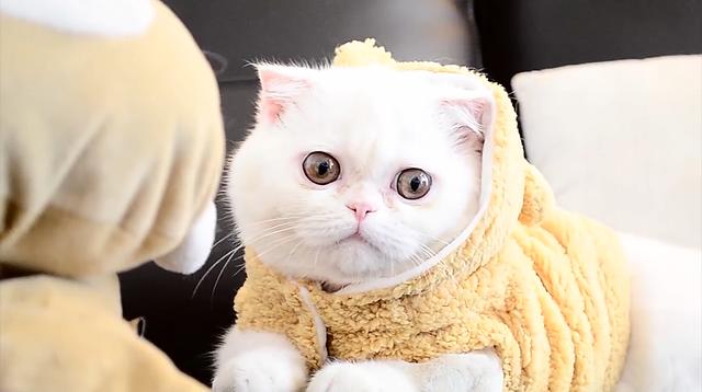 Marakuja Hmotnost: Váhový Přehled Exotického Ovocného Plodu 4 Jak připravit exotickou ovocnou šťávu z Marakuja Hmotnosti