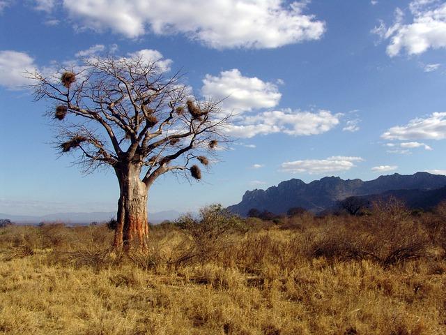 Jak se odbourat mýty kolem baobabu jako topného materiálu?