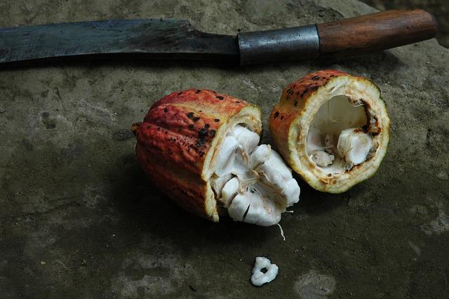 Čerstvé kakaové boby v kuchyni: Tipy a triky pro jejich správnou manipulaci