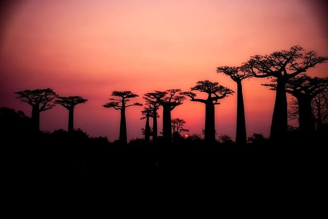 Kde je možné najít baobaby?