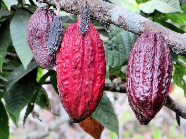 Nejlepší způsoby skladování a uchování kakaových lusků doma