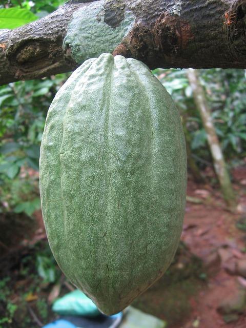 Kakaové plody a jejich sklizeň - Kdy a jak sklízet plody kakaovníku