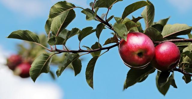 Cizokrajné ovoce: Průvodce rozmanitými plody a jejich původem