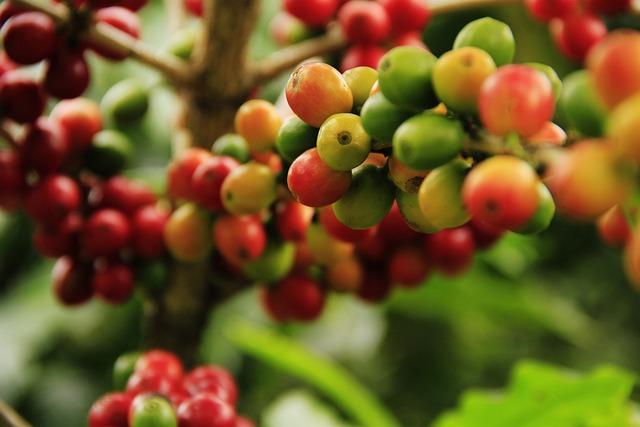 6. ⁣Proč jsou Červené⁤ Tropické Plody‍ ideální ⁤pro osvěžující nápoje a tropické dezerty