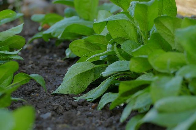 Příprava půdy a rostliny pro pěstování avokáda: Krok za krokem