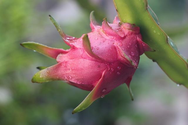 Růžové dračí ovoce doma: Jak je pěstovat a skladovat správným způsobem