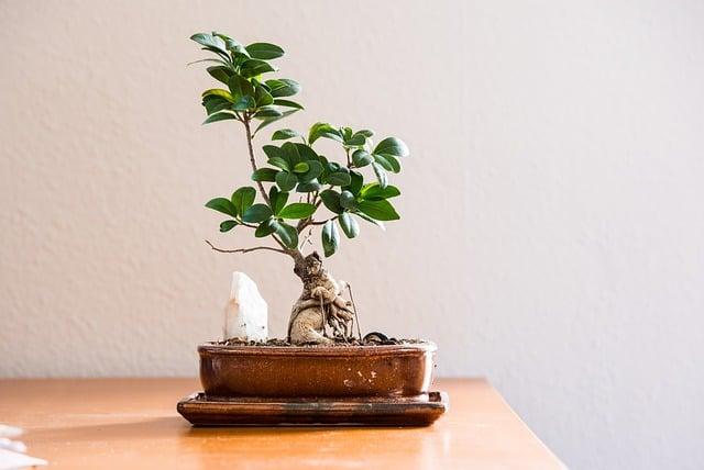 Rostoucí trend: Avokádo bonsai v moderním bydlení