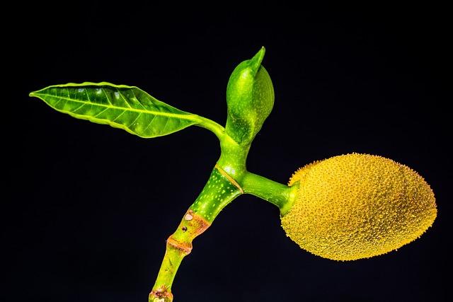 Jackfruit jako přírodní zdroj energie a vitalizace těla
