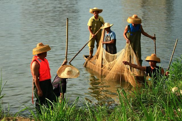 Jak dlouho roste ananas? Doba zrání a sklizně! 8 Rady pro úspěšnou sklizeň ananasu