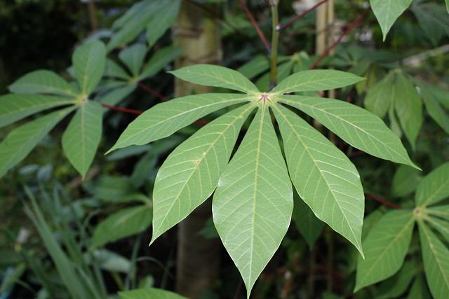 Jaký má vliv kvalita manioku na konečnou chuť vašich pokrmů