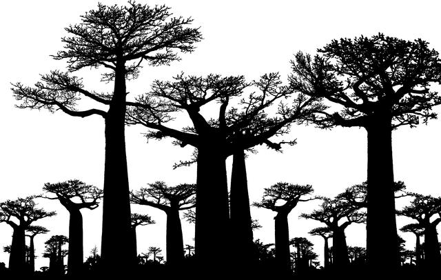 Ideální roční doba k návštěvě a fotografování baobabu: Praktické tipy pro cestovatele