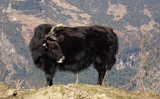Jak dlouho roste ananas? Doba zrání a sklizně! 9 Jakové jsou optimální podmínky pro růst ananasu