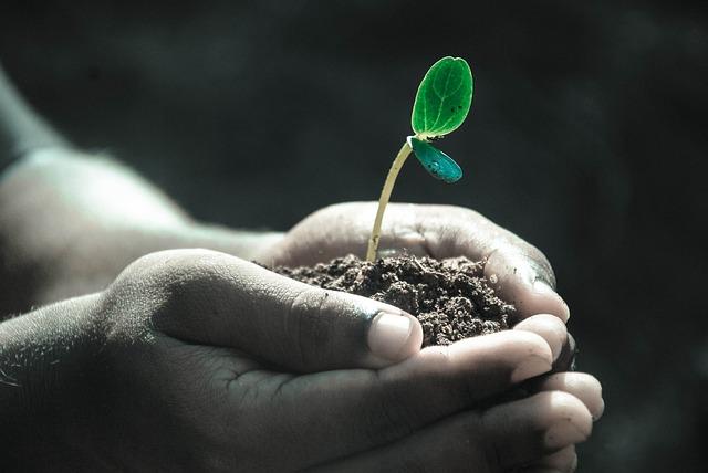 Růst a odvětvování u avokádového stromu: jak podpořit nový růst listů