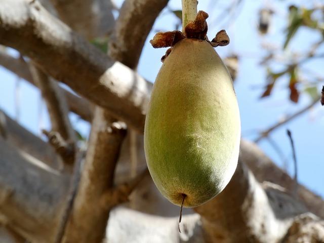 Baobab Adansonia digitata: Kam vyrazit na bližší setkání s tímto druhem