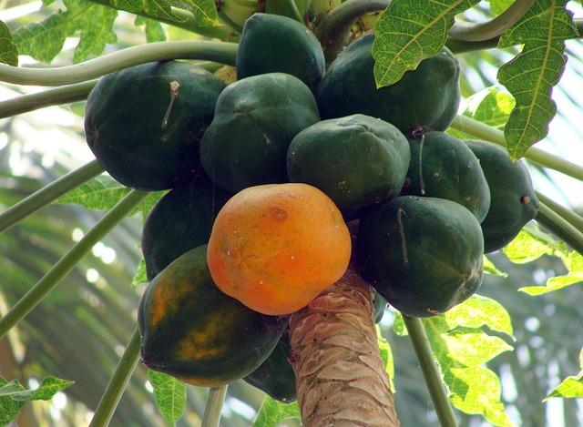 Jak vybrat zralou papayu: Tipy a triky pro výběr chutného ovoce