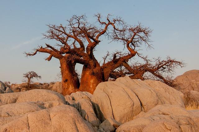 Objevte největší baobab na světě: Fascinující faktory a fotografie