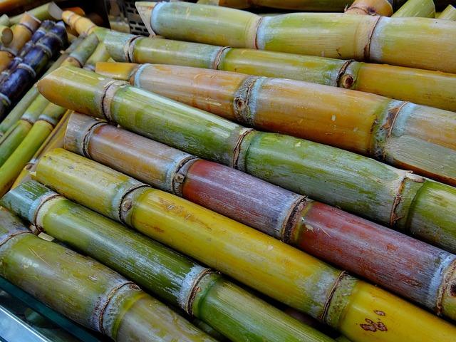 Prozkoumejte exotický svět chutí s cukrovou třtinou v Indii
