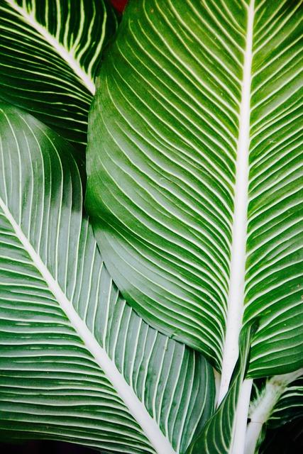 Hnědnutí listů mangovníku: Příčiny a faktory ovlivňující změnu barvy
