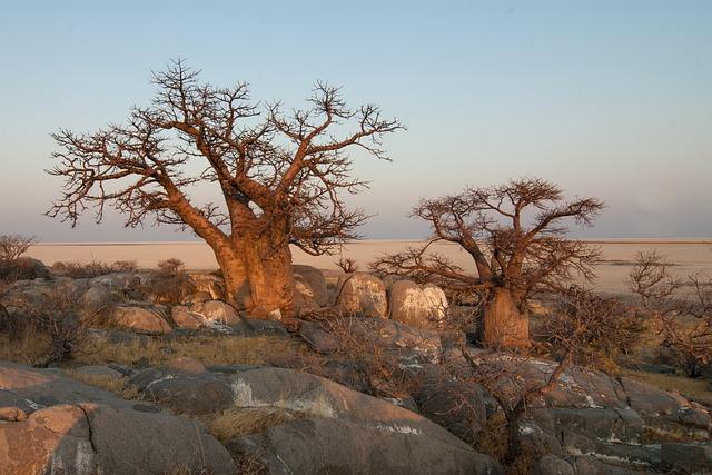 Objevte druhý nejstarší baobab na světě v Botswaně