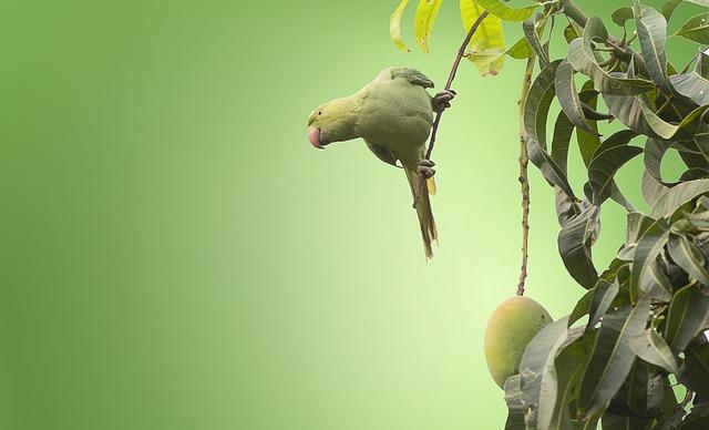 Jak zacházet s mango po jejich sklizni