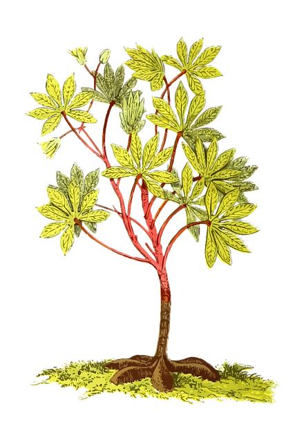 Kde Koupit Maniok: Průvodce Nákupem v České Republice 2 Nejlepší obchody pro nákup manioku v České Republice
