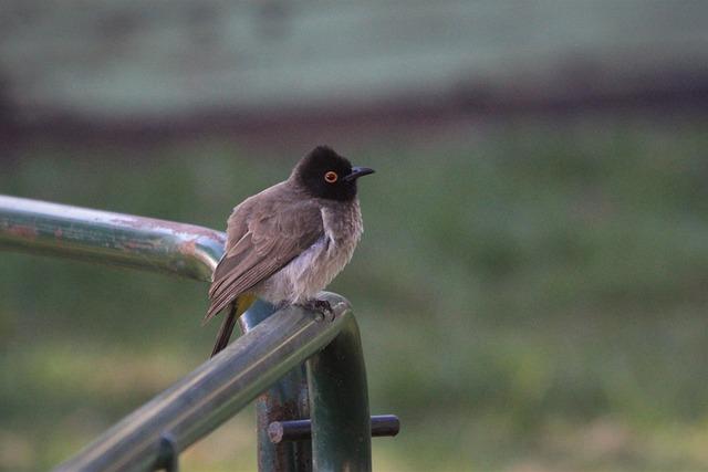 Africké Ovoce Zlín: Kde Najít Exotiku ve Zlínském Kraji 7 10. Africké ovoce ve Zlínském kraji: Kulturní a gastronomické objevování nových chutí