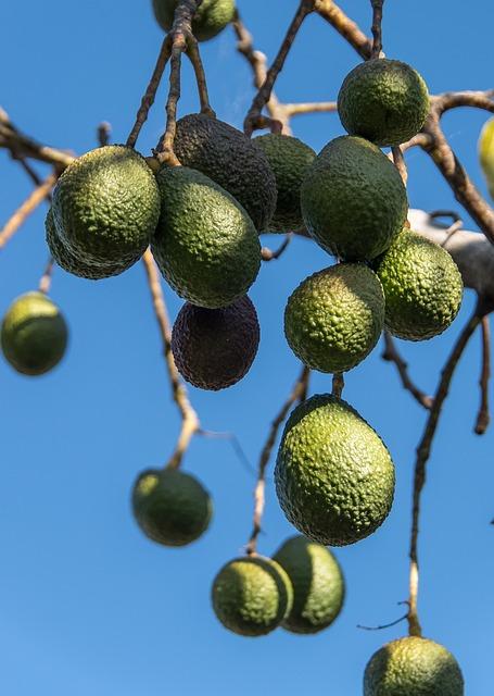Jaké Živiny Obsahuje Avokádo? Kompletní Přehled Nutričních Hodnot 2 Jaké živiny obsahuje avokádo?
